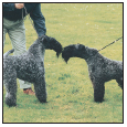 Analyze the canine mind to understand what makes your Kerry Blue Terrier tick - photo 11