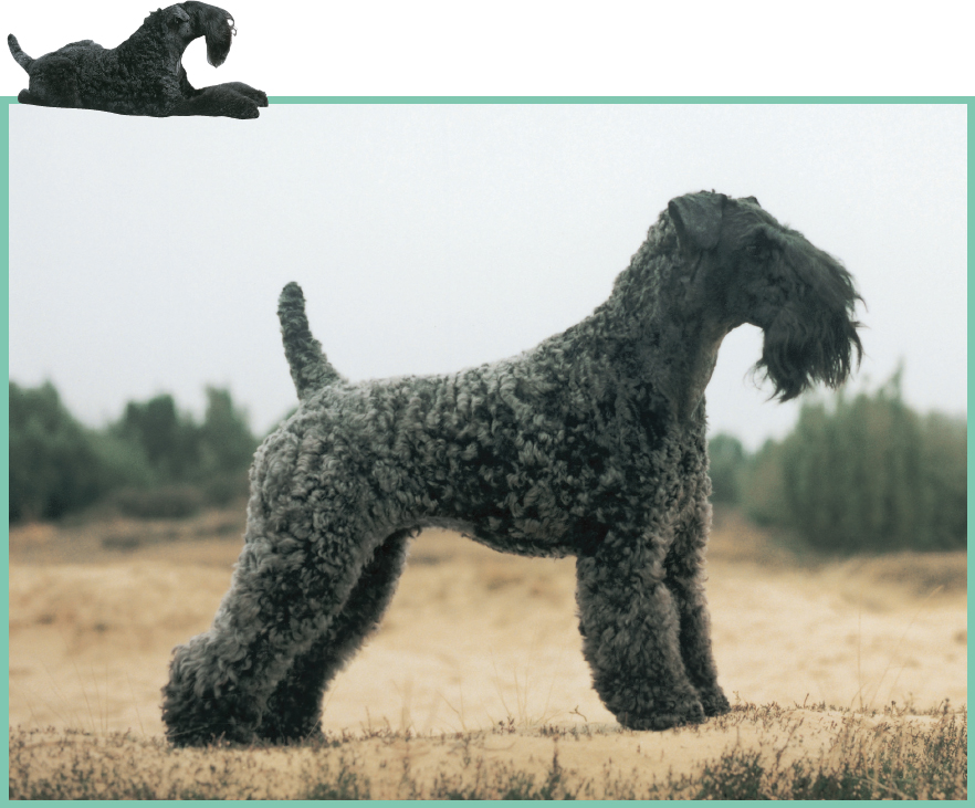 Todays distinctive Irish Blue the Kerry Blue Terrier comes to us from - photo 12