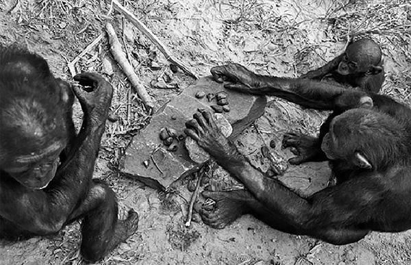 Introduction The Bonobo Diet Your discovery as best as I can determine is - photo 4