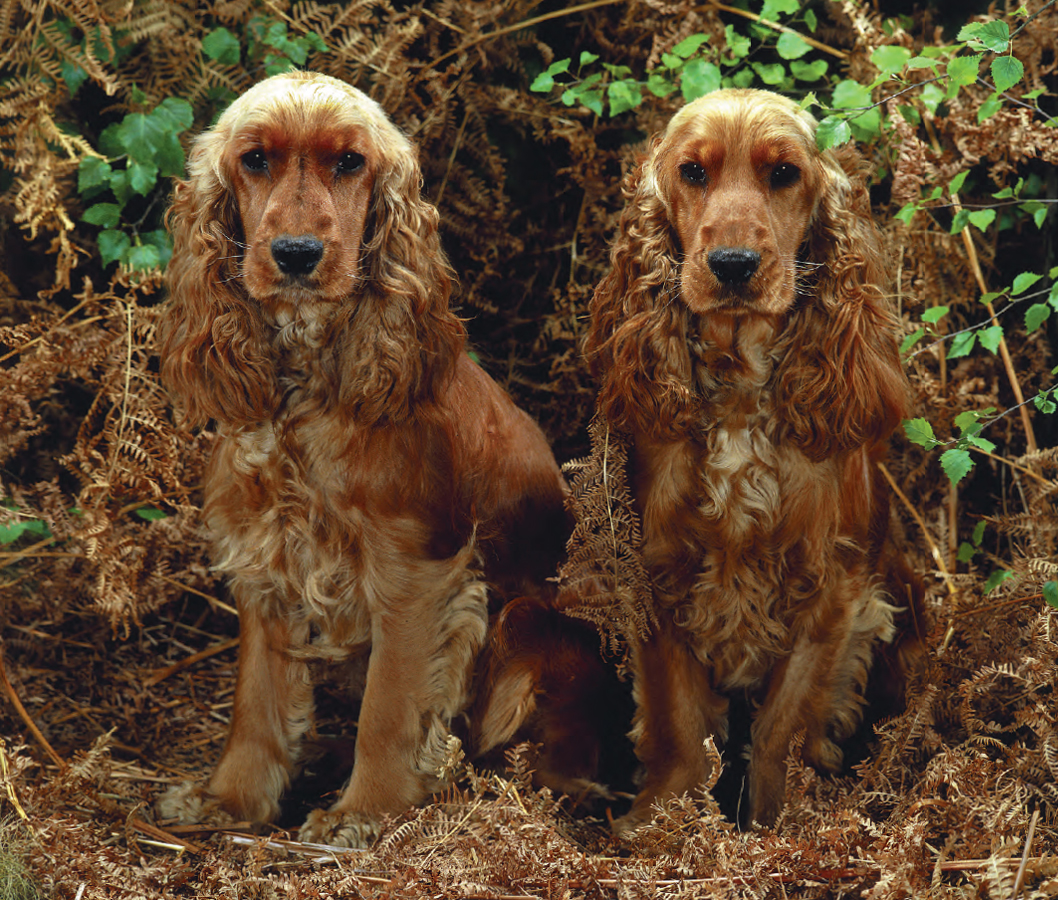 THE DOG OWNERS HANDBOOK Graham Meadows and Elsa Flint Foreword by - photo 3