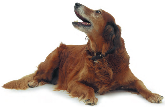 There are many different dog breeds each with particular characteristics - photo 6