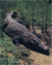 INTRODUCTION T here is a vast array of meat eaters in the animal kingdom - photo 15