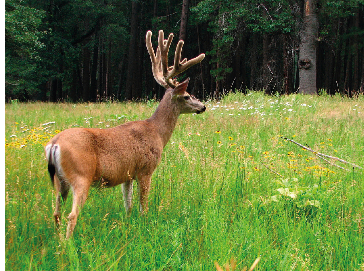 Mule deer A view of Vernal Fall Many wonderful helpful people have - photo 8