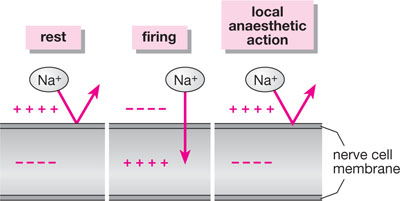 Fig 1-1 The major factor involved in nerve transmission is the differential - photo 3