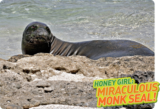 Honey Girl a Hawaiian monk seal looks back before diving into the ocean - photo 5