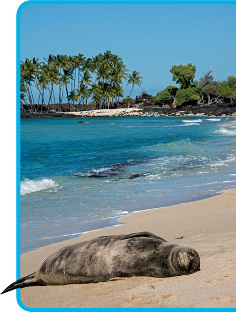 Having hauled out on a sandy beach in Hawaii this female monk seal warms - photo 7