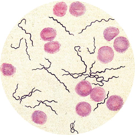 Fig 13 Light micrograph of a Giemsa stained blood smear showing stages of - photo 3