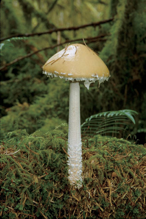 MUSHROOMS of the PACIFIC NORTHWEST Steve Trudell Joe Ammirati - photo 1