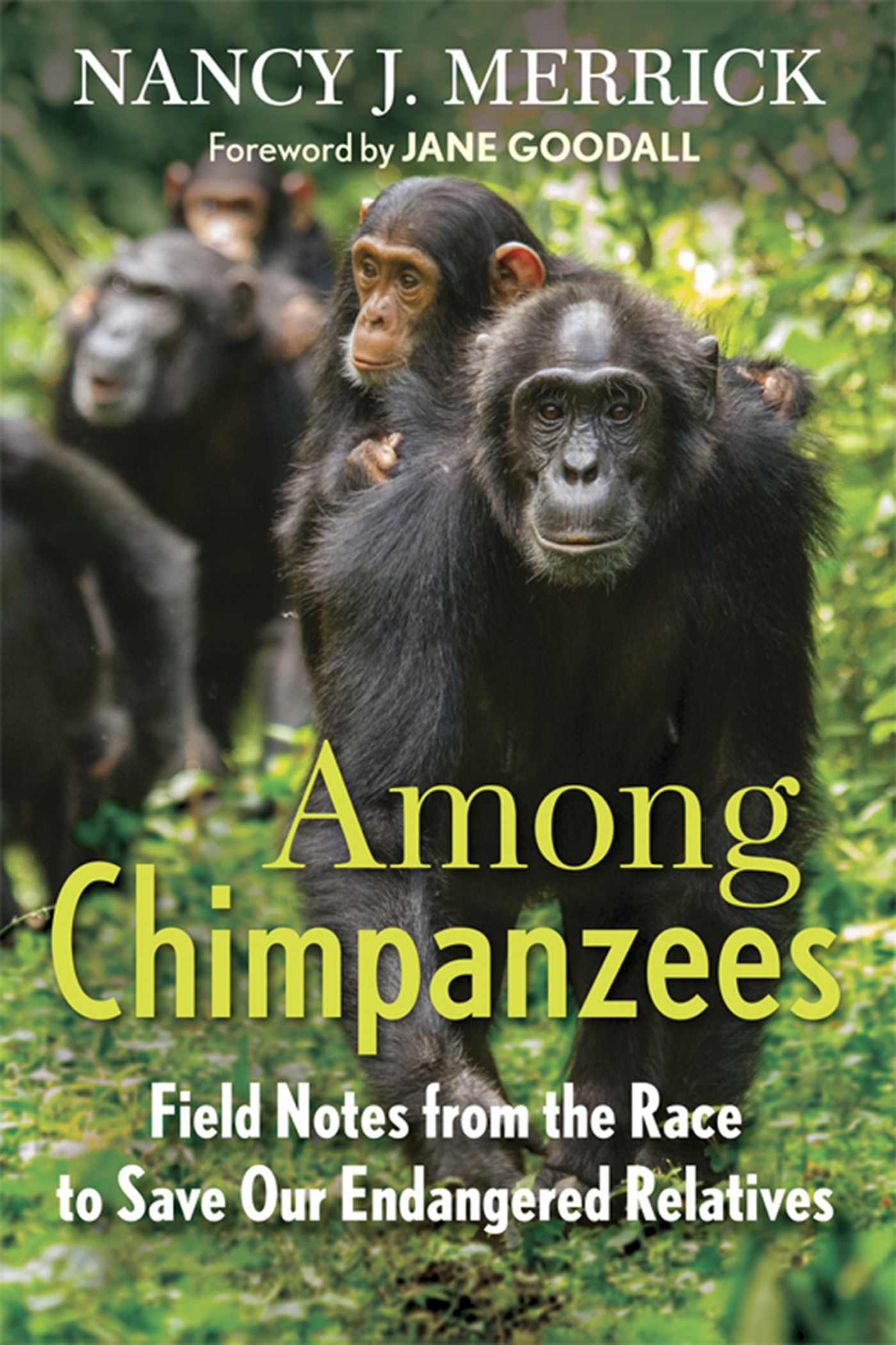 Likely historic distribution From Tess Lemon Chimpanzees London Whitlet - photo 1