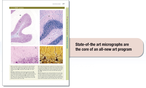 Preface Now in its 13th edition Junqueiras Basic Histology continues as the - photo 5