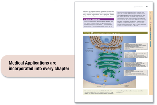 Preface Now in its 13th edition Junqueiras Basic Histology continues as the - photo 6