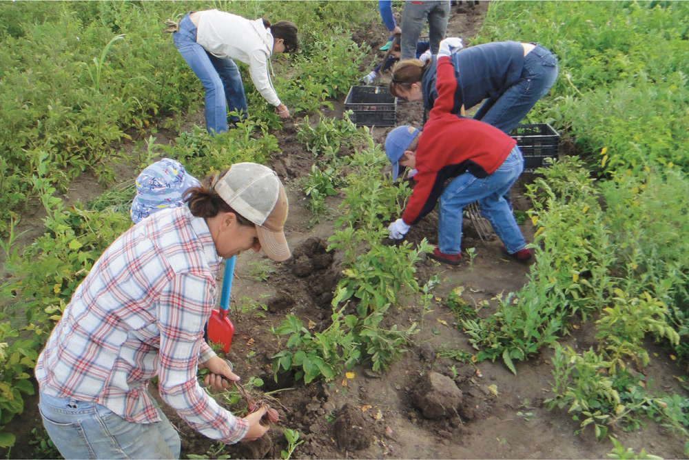 Bossy Acres the Community Supported Agriculture farm operated by Elizabeth and - photo 6