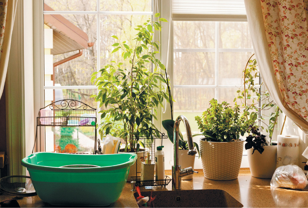 A kitchen-window herb garden with good light can yield plants nearly as big as - photo 8