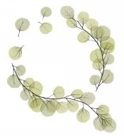 Artwork by Ana-Maria Cosma Eucalyptus leaves represent healing and - photo 2