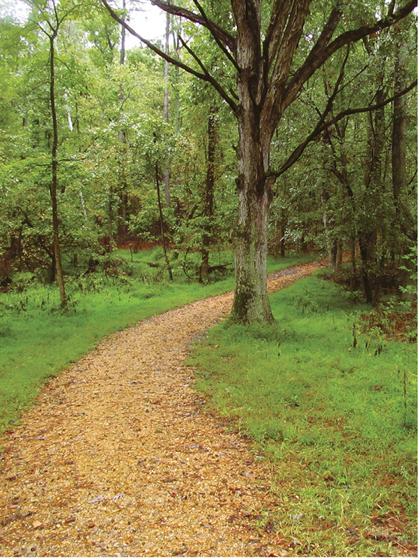 A tranquil section of trail belies the battlefields violent past - photo 4