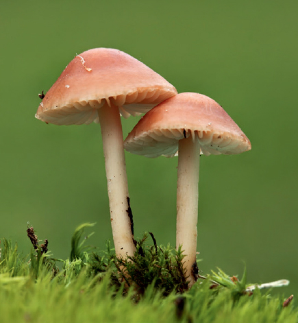 Pair of fruit bodies of a gilled mushroom Introduction Soft umbrellas of the - photo 3