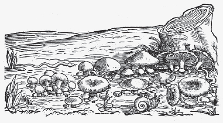 Mid-16th-century woodcut of mushrooms with a pair of snakes and a snail - photo 4