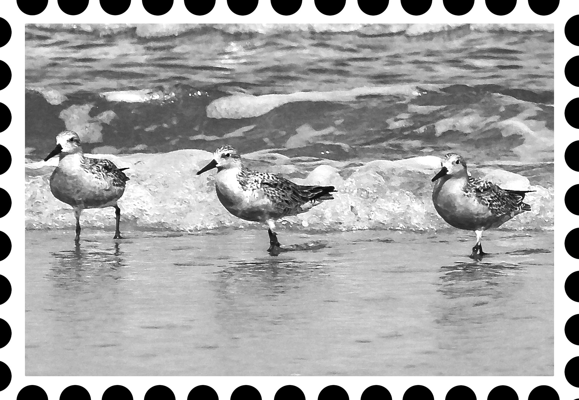 Barbara J Bergwerf RED KNOT One of the largest sandpipers red knots are - photo 2