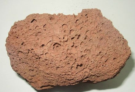 Bryozoatum is also called coral rock Scientificname is hexacorallia - photo 4