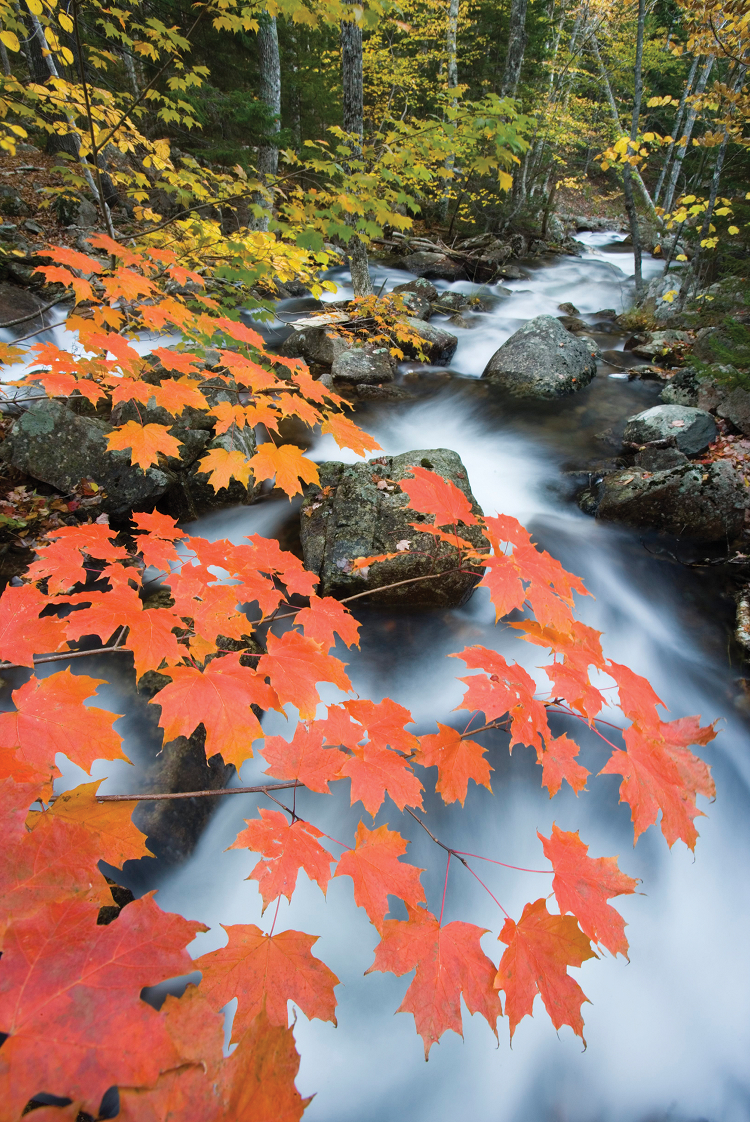 A sugar maple turns bright orange in Maines Acadia National Park For those who - photo 4