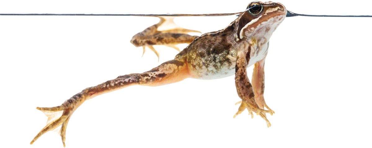 Common Frog Rana temporaria Scotland And this is when it happens Her large - photo 8