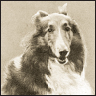 Collie - image 2