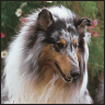 Collie - image 3