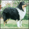 Collie - image 4