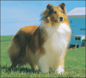 Todays Collies Rough at right and Smooth shown on opposite page - photo 12