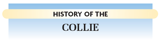 THEORIES OF ORIGIN The exact origin of the Collie remains a mystery Many - photo 13