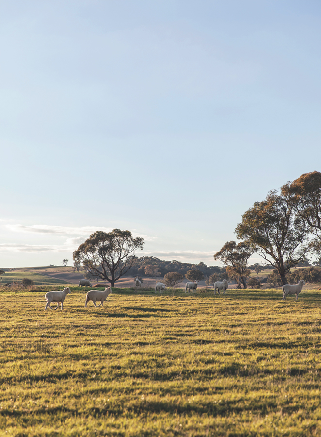 Matt Morans Australian food coast to country - photo 2