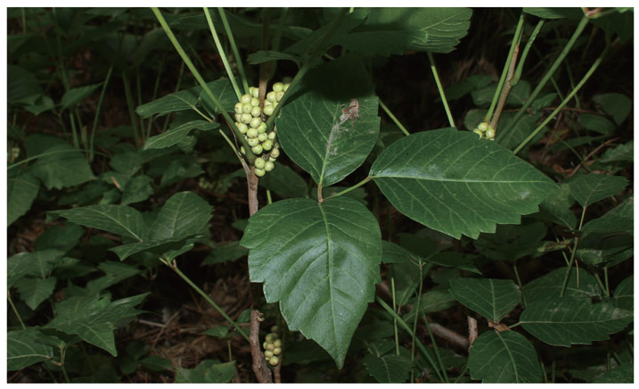 Five-petaled nondescript cream or light greenish flower clusters along the - photo 4