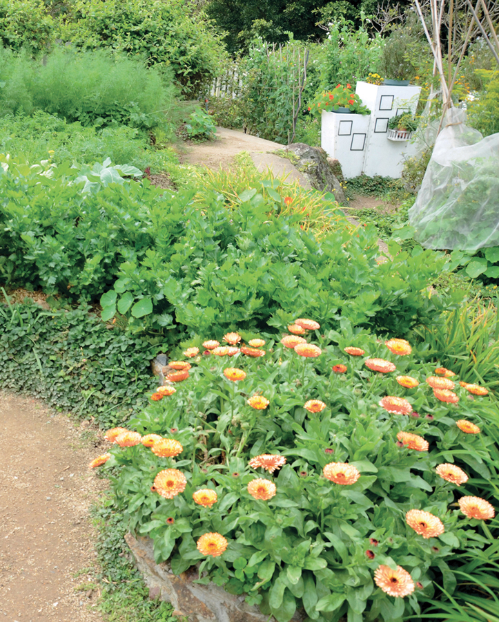 A small but productive permaculture garden in Hong Kong To the memory of my - photo 5