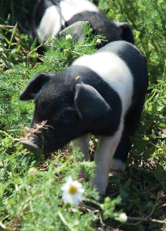 Farming on a small plot is intensive but in a good way On even less than an - photo 7