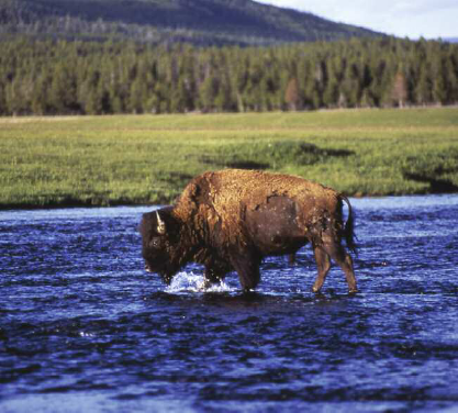 Bison in river Yellowstone National Park 1994 Introduction The mighty bison - photo 4