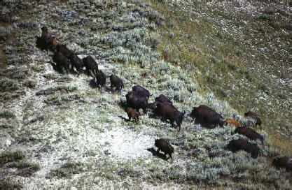 Bison herd Yellowstone National Park 1974 The proud bison has never had to - photo 5