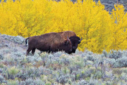 Bison and calf Yellowstone National Park 2013 So this book is a story of a - photo 6