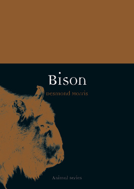 Morris - Bison