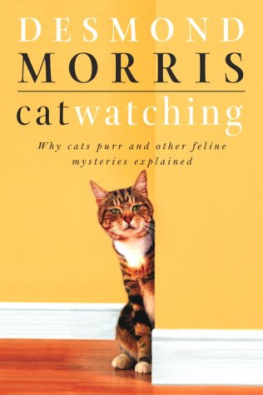 Morris - Cat watching