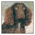 Learn the requirements of a well-bred American Water Spaniel by studying the - photo 5