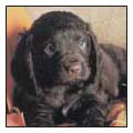 Find out about how to locate a well-bred American Water Spaniel puppy Discover - photo 6