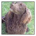 Know when to consider your American Water Spaniel a senior and what special - photo 10