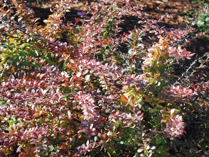 Noninvasive in dry western climates Berberis thunbergii has invaded open - photo 3