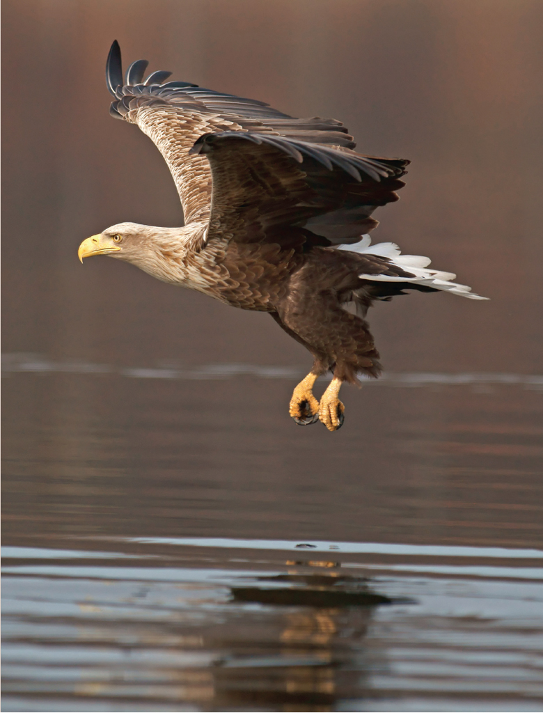 Marko KnigImagebrokerFLPA The white-tailed eagle also known as the sea - photo 4