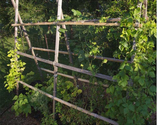 The trellises fill up quickly with plants going upward GREG ASPINALL - photo 5