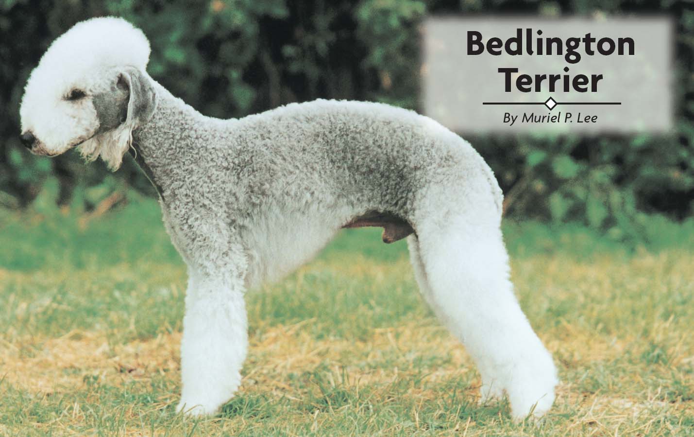 Contents Unearth the fascinating origins of the Bedlington Terrier - photo 2