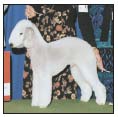 Learn the requirements of a well-bred Bedlington Terrier by studying the - photo 5