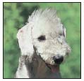 Find out about how to locate a well-bred Bedlington Terrier puppy Discover - photo 6