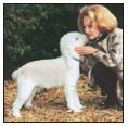 Begin with the basics of training the puppy and adult dog Learn the principles - photo 8