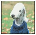 Know when to consider your Bedlington Terrier a senior and what special needs - photo 10